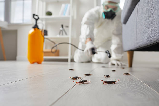 Commercial Rodent Management in Ponderosa Pine